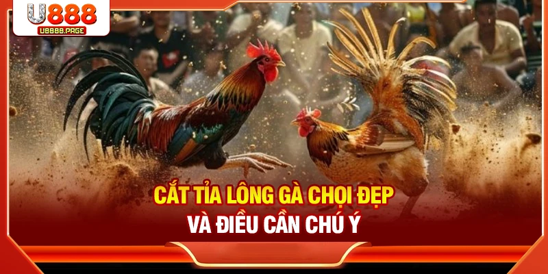 Cắt tỉa lông gà chọi đẹp và điều cần chú ý