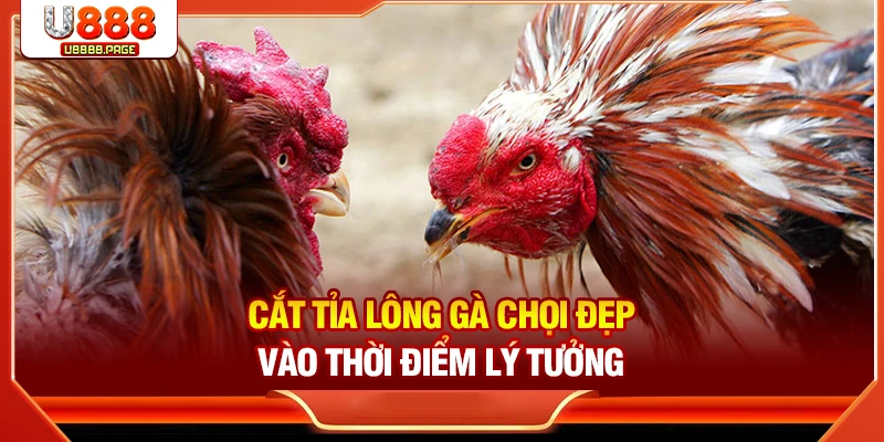 Cắt tỉa lông gà chọi đẹp vào thời điểm lý tưởng