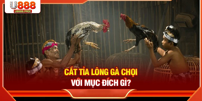 Cắt tỉa lông gà chọi với mục đích gì?