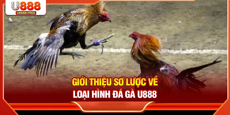 Giới thiệu sơ lược về loại hình đá gà U888