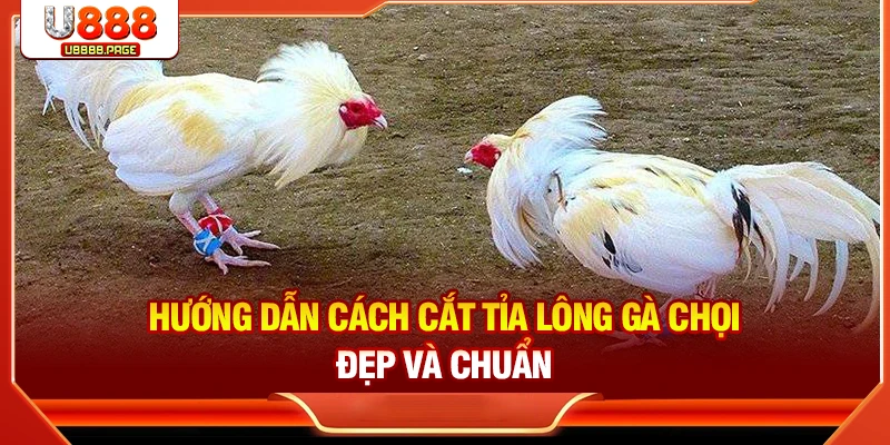 Hướng dẫn cách cắt tỉa lông gà chọi đẹp và chuẩn