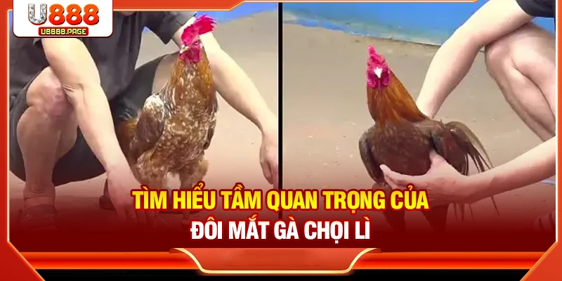 Tìm hiểu tầm quan trọng của đôi mắt gà chọi lì