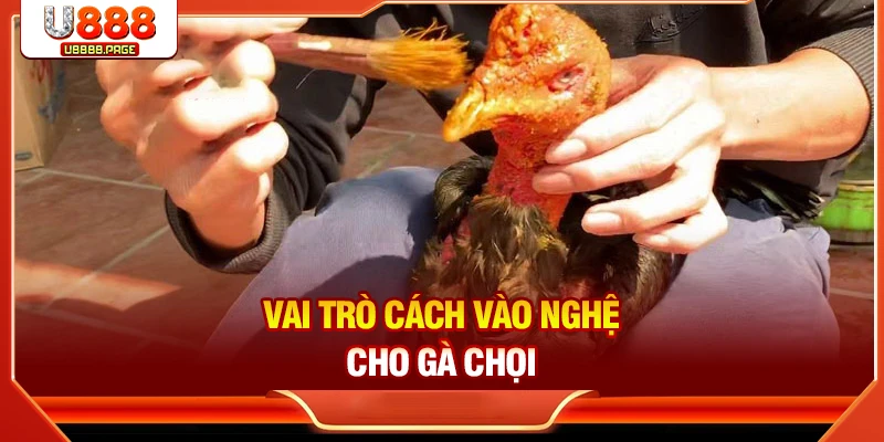 Vai trò cách vào nghệ cho gà chọi
